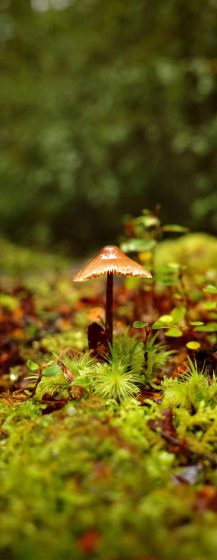 maximilian-csali-a6izAjHMeuA-unsplash - copia